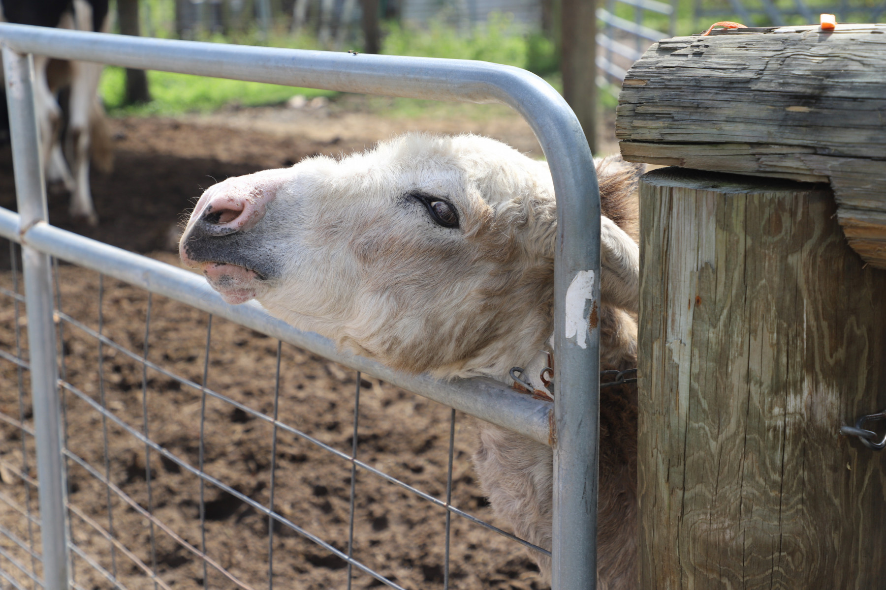 A sheep pokes its head between the bars on a metal gate. 